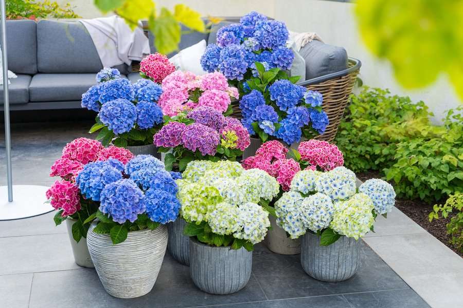 Bunter Blickfang Hortensien sorgen Farbtönen vielen für in Blütenpracht - - für jeden Garten MainRhön24 lange